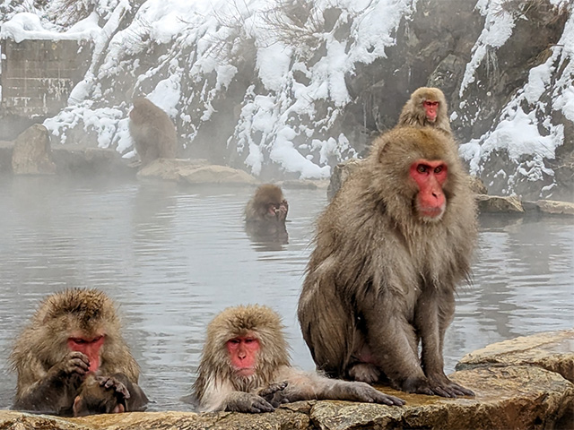 地獄谷野猿公苑